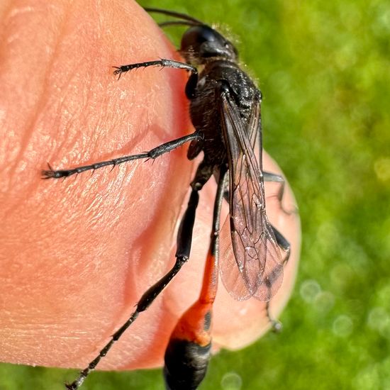 Gemeine Sandwespe: Tier im Habitat Stadt und Garten in der NatureSpots App