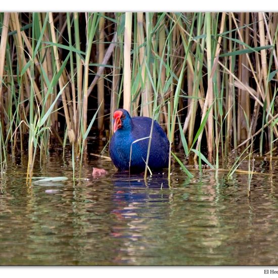 Purpurhuhn: Tier im Habitat Anderes Süsswasserhabitat in der NatureSpots App