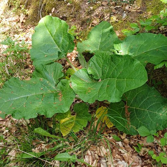 Große Klette: Pflanze im Habitat Wald der gemäßigten Breiten in der NatureSpots App