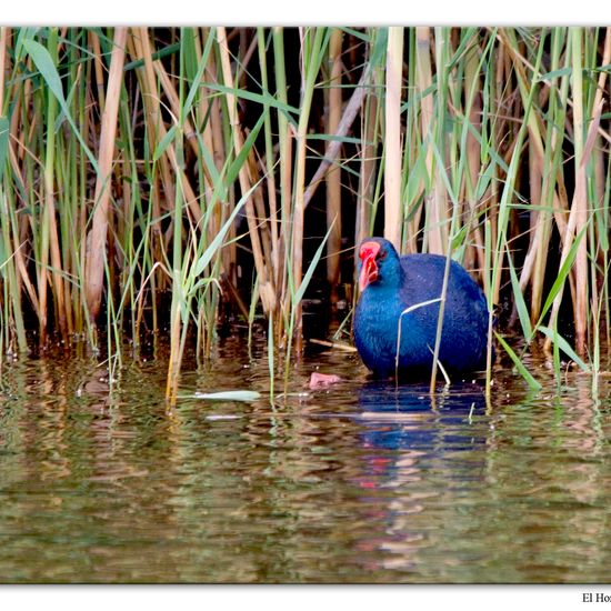 Western Swamphen: Animal in habitat Freshwater habitat in the NatureSpots App