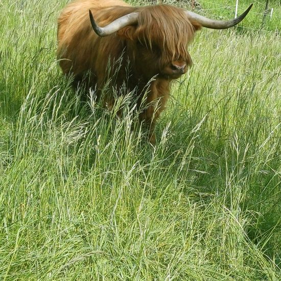 Bos taurus: Animal in habitat Agricultural meadow in the NatureSpots App