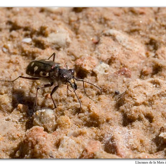 Dünen-Sandlaufkäfer: Tier im Habitat Anderes Meer/Küsten-Habitat in der NatureSpots App