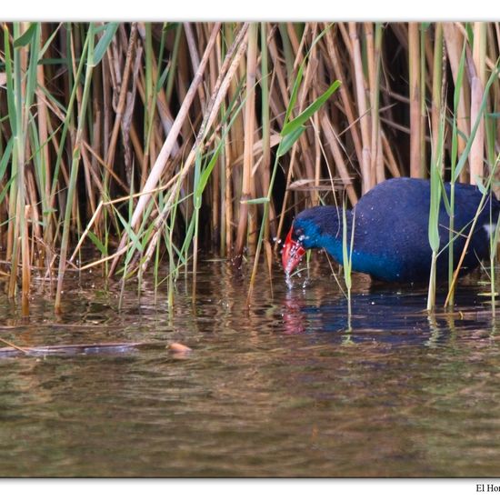 Western Swamphen: Animal in habitat Freshwater habitat in the NatureSpots App