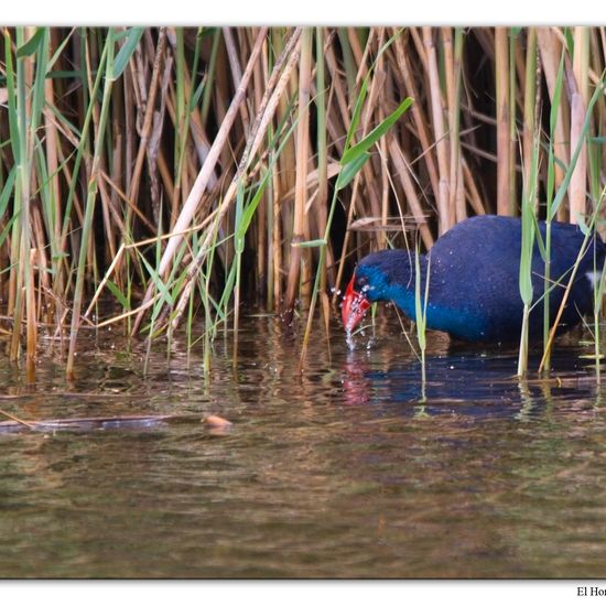 Purpurhuhn: Tier im Habitat Anderes Süsswasserhabitat in der NatureSpots App