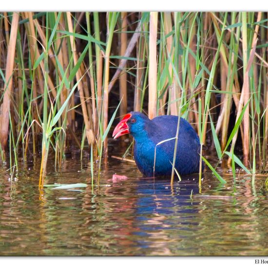 Western Swamphen: Animal in habitat Freshwater habitat in the NatureSpots App