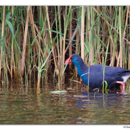 Purpurhuhn: Tier im Habitat Anderes Süsswasserhabitat in der NatureSpots App