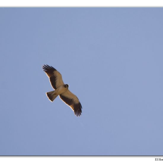 Booted Eagle: Animal in habitat Freshwater habitat in the NatureSpots App