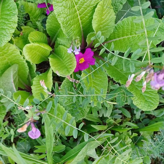 Primula acaulis: Pflanze im Habitat Garten in der NatureSpots App