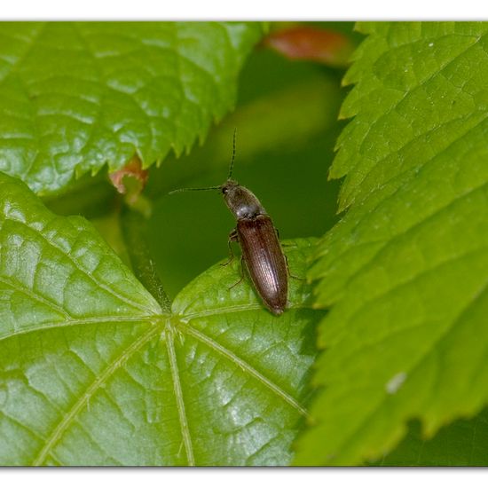 Rotbauchiger Laubschnellkäfer: Tier im Habitat Industrie in der NatureSpots App