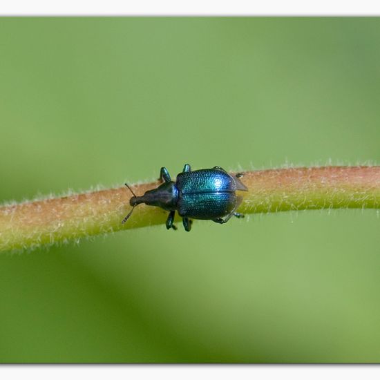 Rebenstecher: Tier im Habitat Industrie in der NatureSpots App