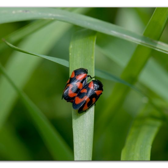 Cercopis vulnerata: Animal in habitat Natural Meadow in the NatureSpots App