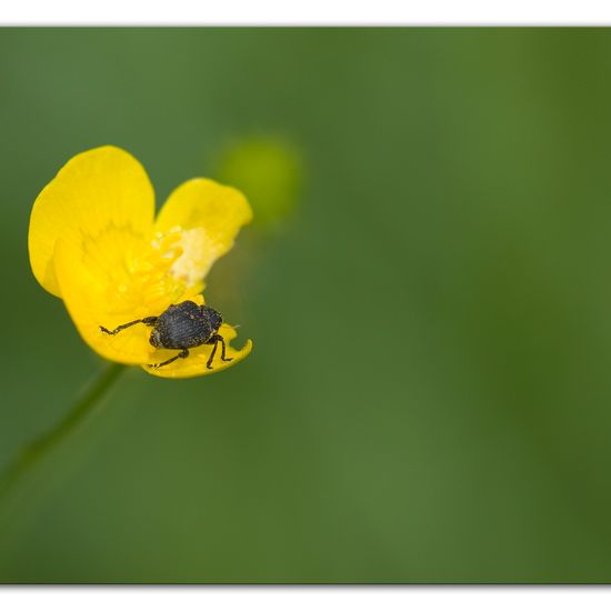 Zweifleckiger Zipfelkäfer: Tier im Habitat Industrie in der NatureSpots App