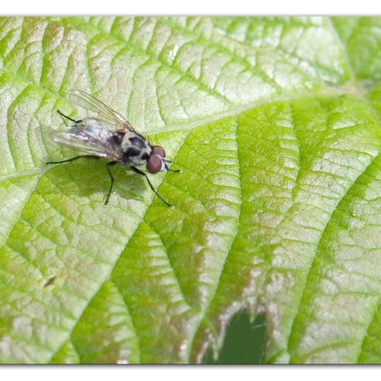 Anthomyia procellaris: Animal in habitat Commerce or Industrial in the NatureSpots App