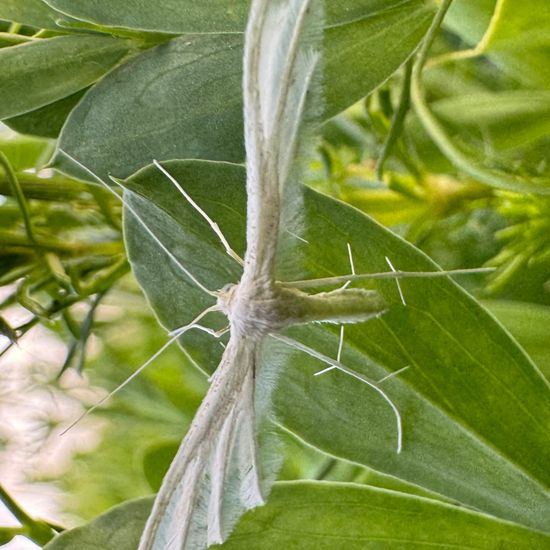 Pterophorus pentadactyla: Tier im Habitat Ackerrandstreifen in der NatureSpots App