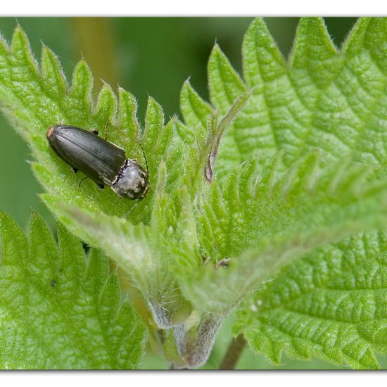 Eine unbekannte Art: Tier im Habitat Naturnahe Wiese in der NatureSpots App