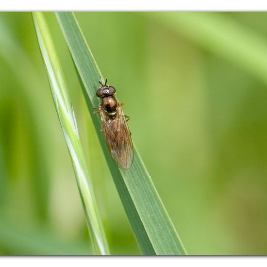 Melanostoma mellinum: Tier im Habitat Naturnahe Wiese in der NatureSpots App