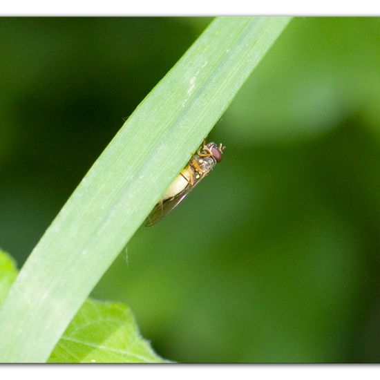 Melanostoma scalare: Tier im Habitat Industrie in der NatureSpots App