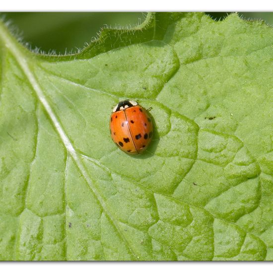 Harmonia axyridis: Animal in habitat Commerce or Industrial in the NatureSpots App