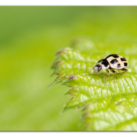 Vierzehnpunkt-Marienkäfer: Tier im Habitat Industrie in der NatureSpots App