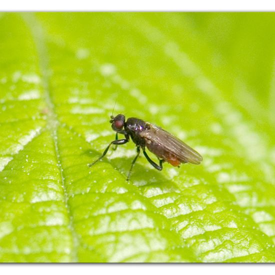 Sphaeroceridae: Tier im Habitat Industrie in der NatureSpots App