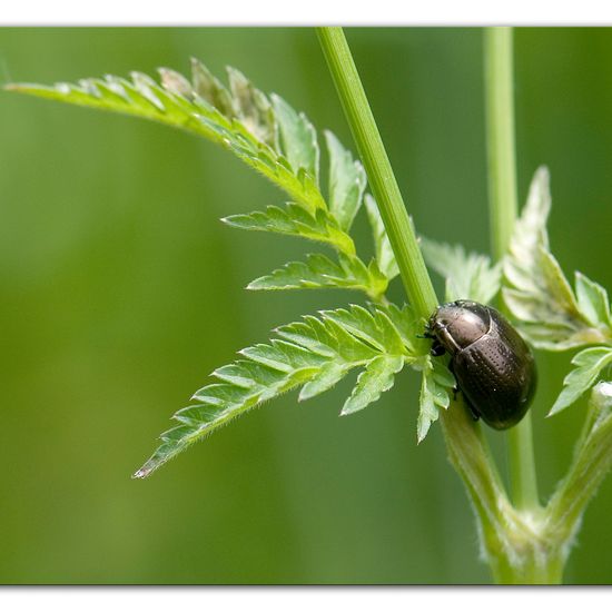 Chrysolina oricalcia: Tier im Habitat Industrie in der NatureSpots App