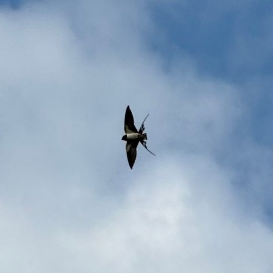 Barn Swallow: Animal in habitat Sub-urbia in the NatureSpots App