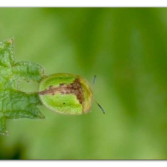 Cassida vibex: Animal in habitat Natural Meadow in the NatureSpots App