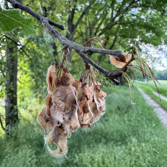 Flatterulme: Pflanze im Habitat Wald der gemäßigten Breiten in der NatureSpots App