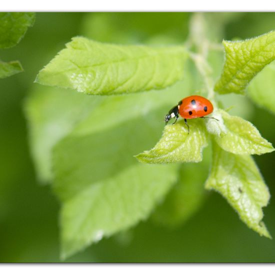 Siebenpunkt-Marienkäfer: Tier im Habitat Industrie in der NatureSpots App