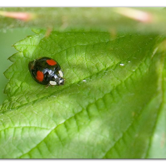 Harmonia axyridis: Animal in habitat Commerce or Industrial in the NatureSpots App