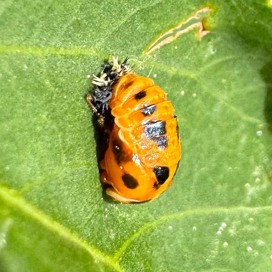 Harmonia axyridis: Animal in habitat Garden in the NatureSpots App