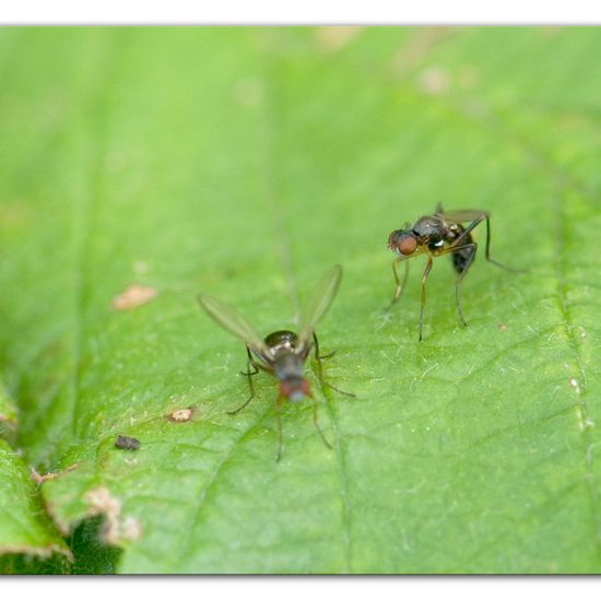 Nemopoda nitidula: Animal in habitat Commerce or Industrial in the NatureSpots App