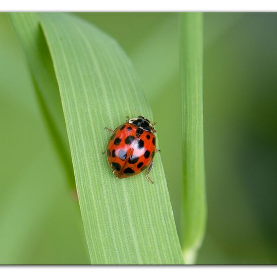 Harmonia axyridis: Animal in habitat Commerce or Industrial in the NatureSpots App