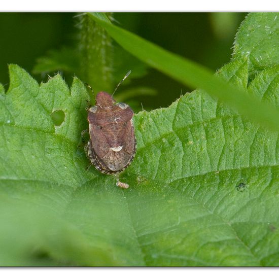 Dyroderes umbraculatus: Tier im Habitat Naturnahe Wiese in der NatureSpots App