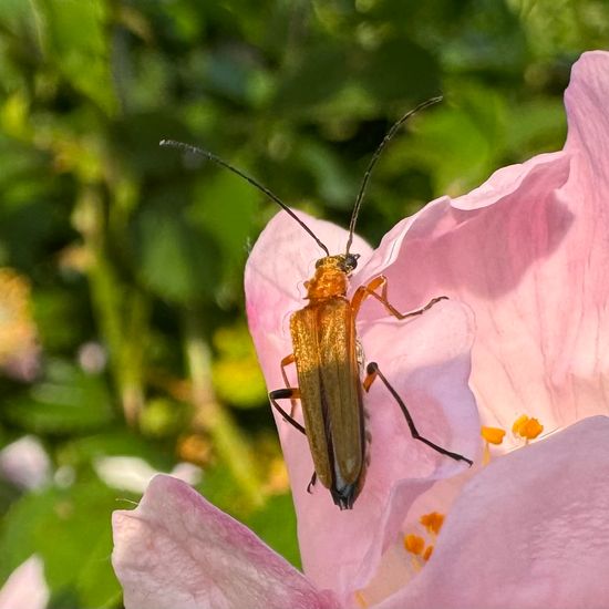 Oedemera podagrariae: Animal in habitat Buffer strip in the NatureSpots App