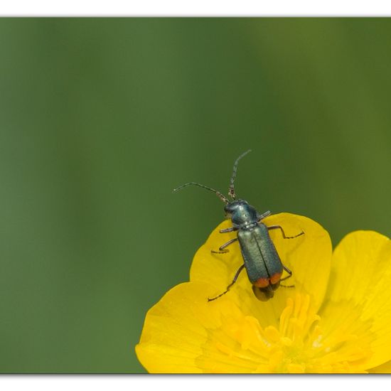 Zweifleckiger Zipfelkäfer: Tier im Habitat Industrie in der NatureSpots App