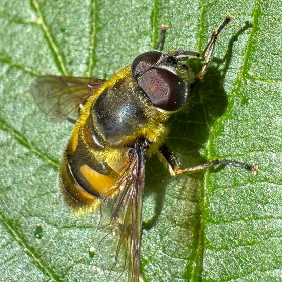 Totenkopfschwebfliege: Tier im Habitat Park in der NatureSpots App