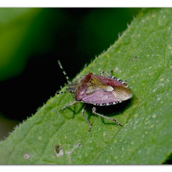 Beerenwanze: Tier im Habitat Naturnahe Wiese in der NatureSpots App