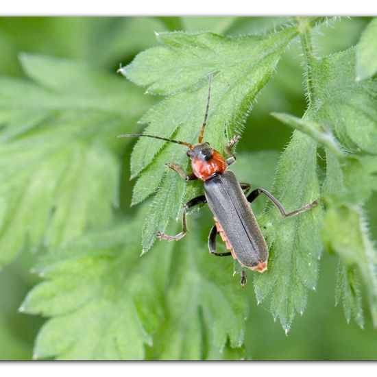 Gemeiner Weichkäfer: Tier im Habitat Naturnahe Wiese in der NatureSpots App