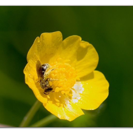 Eine unbekannte Art: Tier im Habitat Halb-natürliches Grasland in der NatureSpots App