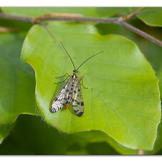 Deutsche Skorpionsfliege: Tier im Habitat Naturnahe Wiese in der NatureSpots App