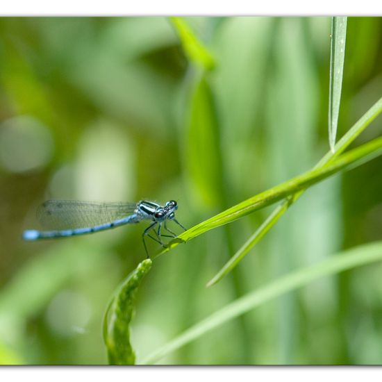 Azure damselfly: Animal in habitat Semi-natural grassland in the NatureSpots App