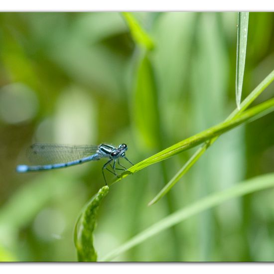 Hufeisen-Azurjungfer: Tier im Habitat Halb-natürliches Grasland in der NatureSpots App