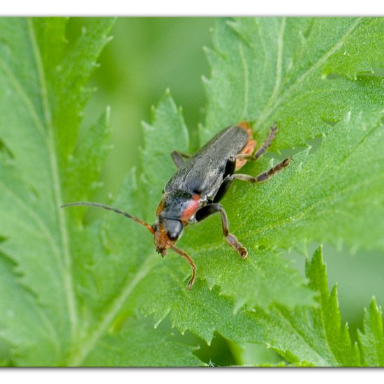 Cantharis fusca: Animal in habitat Natural Meadow in the NatureSpots App