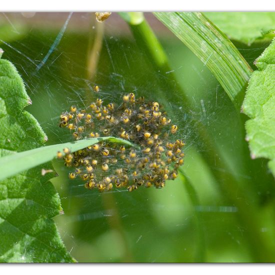 Echte Radnetzspinnen: Tier in der Natur in der NatureSpots App