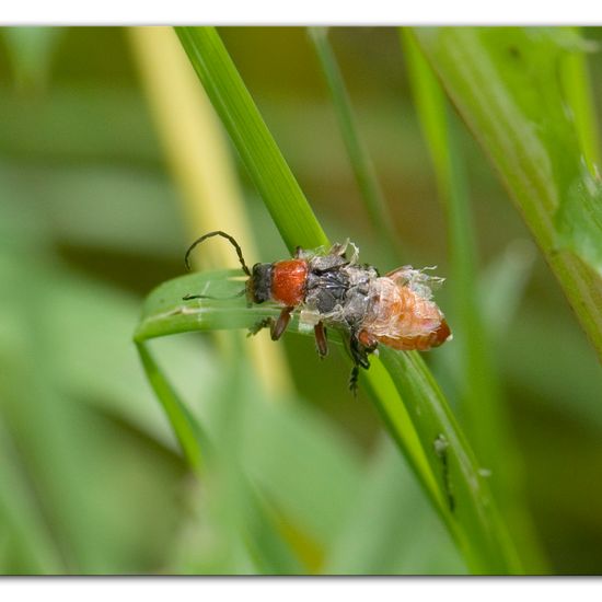 Cantharis fusca: Animal in habitat Natural Meadow in the NatureSpots App