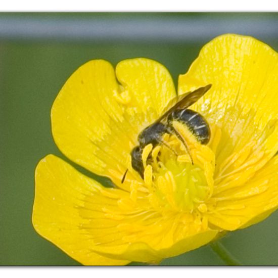 Chelostoma florisomne: Animal in habitat Natural Meadow in the NatureSpots App