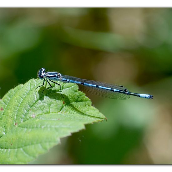 Azure damselfly: Animal in habitat Semi-natural grassland in the NatureSpots App