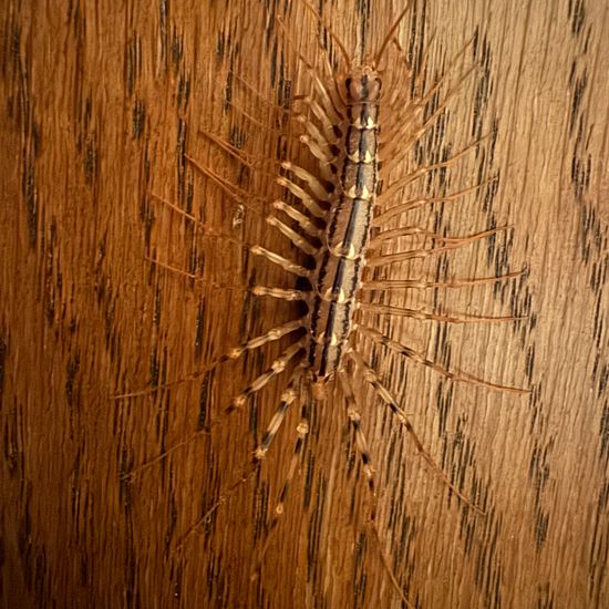 Scutigera coleoptrata: Animal in habitat Living space or Indoor in the NatureSpots App