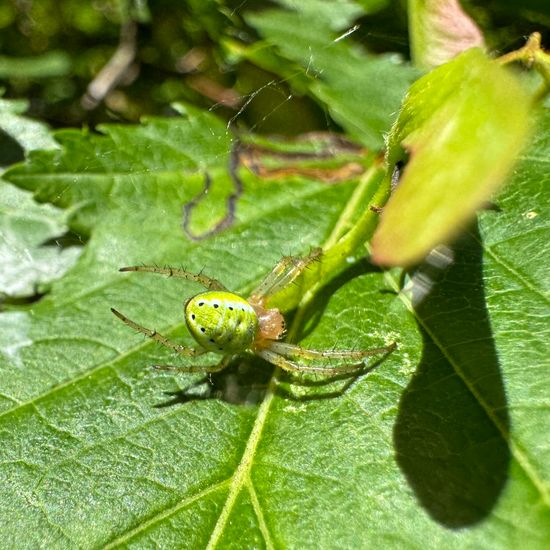 Araniella cucurbitina: Animal in habitat Living space or Indoor in the NatureSpots App